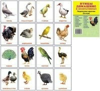 Раздаточные карточки "Птицы домашние и декоративные" - fgospostavki.ru - Уссурийск