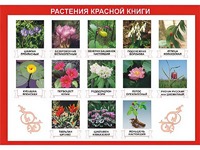 Таблица демонстрационная "Растения Красной книги" (винил 100*140) - fgospostavki.ru - Уссурийск
