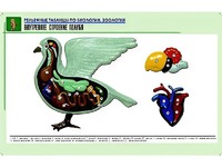 Рельефная таблица "Внутреннее строение голубя" (формат А1, матовое ламинирование) - fgospostavki.ru - Уссурийск