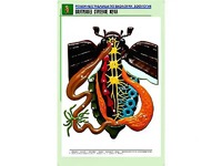 Рельефная таблица "Внутреннее строение жука" (формат А1, матовое ламинирование) - fgospostavki.ru - Уссурийск