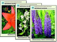Гербарий фотографический "Основные группы растений" - fgospostavki.ru - Уссурийск