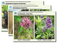 Гербарий фотографический "Сельскохозяйственные растения России" - fgospostavki.ru - Уссурийск
