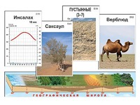 Модель-аппликация "Природные зоны" - fgospostavki.ru - Уссурийск