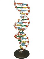 Модель структуры ДНК (разборная) - fgospostavki.ru - Уссурийск