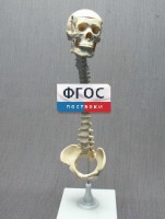 Модель "Позвоночник с черепом и тазом" - fgospostavki.ru - Уссурийск