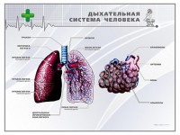 Стенд "Дыхательная система человека" - fgospostavki.ru - Уссурийск