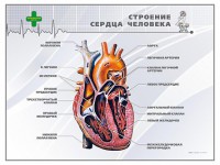 Стенд "Строение сердца человека" - fgospostavki.ru - Уссурийск