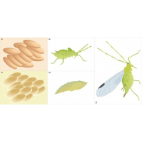 Модель-аппликация Развитие насекомых с полным и не полным превращением - fgospostavki.ru - Уссурийск