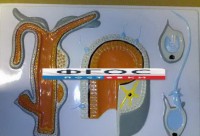 Модель барельефная "Внутреннее строение гидры" - fgospostavki.ru - Уссурийск