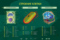 Электрифицированный стенд "Строение клетки" с маркерными полями - fgospostavki.ru - Уссурийск