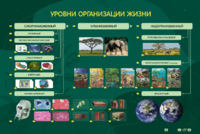 Электрифицированный стенд "Уровни организации жизни" - fgospostavki.ru - Уссурийск