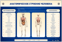 Электрифицированный стенд-тренажер c макетом скелета "Анатомическое строение человека" - fgospostavki.ru - Уссурийск