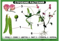 Комплект таблиц "Ознакомление с окружающим миром 1-4 класс" - fgospostavki.ru - Уссурийск