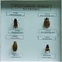 Коллекция энтомологическая "Представители отряда насекомых" - fgospostavki.ru - Уссурийск