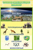 Стенд "Уровни организации живого" - fgospostavki.ru - Уссурийск