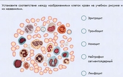 Интерактивные курсы. Биология 11 класс. Расширенный. - fgospostavki.ru - Уссурийск