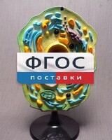 Модель "Клетка растения" - fgospostavki.ru - Уссурийск