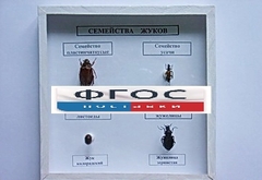 Коллекция "Семейство жуков" - fgospostavki.ru - Уссурийск