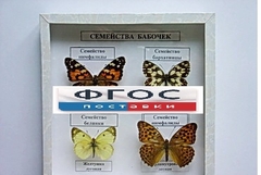 Коллекция "Семейство бабочек" - fgospostavki.ru - Уссурийск