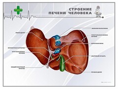 Стенд "Строение печени человека" - fgospostavki.ru - Уссурийск