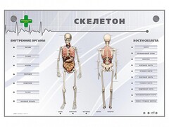 Электрифицированный стенд-тренажер "Скелетон" - fgospostavki.ru - Уссурийск