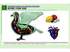 Рельефная таблица "Внутреннее строение голубя" (формат А1, матовое ламинирование) - fgospostavki.ru - Уссурийск
