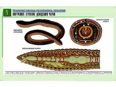 Рельефная таблица "Внутреннее строение дождевого червя" (формат А1, матовое ламинирование) - fgospostavki.ru - Уссурийск