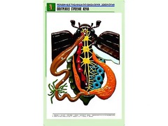 Рельефная таблица "Внутреннее строение жука" (формат А1, матовое ламинирование) - fgospostavki.ru - Уссурийск