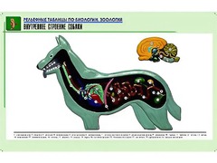 Рельефная таблица "Внутреннее строение собаки" (формат А1, матовое ламинирование) - fgospostavki.ru - Уссурийск
