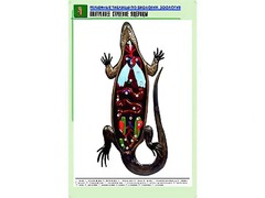 Рельефная таблица "Внутреннее строение ящерицы" (формат А1, матовое ламинирование) - fgospostavki.ru - Уссурийск