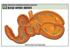 Рельефная таблица "Желудок жвачного животного" (формат А1, матовое ламинирование) - fgospostavki.ru - Уссурийск