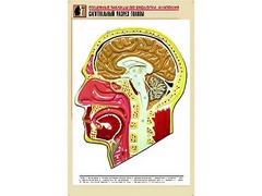 Рельефная таблица "Сагиттальный разрез головы" (формат А1, матовое ламинирование) - fgospostavki.ru - Уссурийск