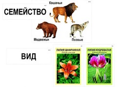 Модель-аппликация "Классификация растений и животных" (ламинированная) - fgospostavki.ru - Уссурийск