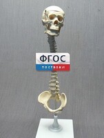 Модель "Позвоночник с черепом и тазом" - fgospostavki.ru - Уссурийск