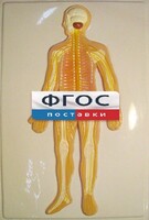 Модель барельефная "Нервная система человека" - fgospostavki.ru - Уссурийск