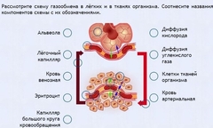 Интерактивные курсы. Биология 9 класс. Расширенный. - fgospostavki.ru - Уссурийск