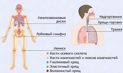 Интерактивные курсы. Биология 9 класс. Базовый. - fgospostavki.ru - Уссурийск