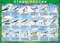 Комплект таблиц "Птицы России (4 листа)" (100х140 сантиметров, винил) - fgospostavki.ru - Уссурийск