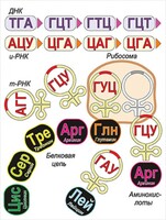 Модель-аппликация Биосинтез белка - fgospostavki.ru - Уссурийск