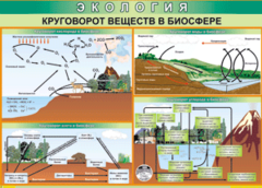 Таблица "Круговорот веществ в биосфере" (100х140 сантиметров, винил) - fgospostavki.ru - Уссурийск