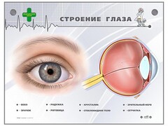 Интерактивный стенд "Строение глаза" - fgospostavki.ru - Уссурийск