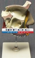 Модель "Разрез носоглотки" - fgospostavki.ru - Уссурийск