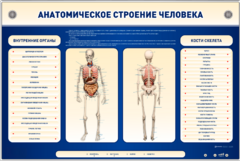Электрифицированный стенд-тренажер c макетом скелета "Анатомическое строение человека" - fgospostavki.ru - Уссурийск