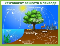 Стенд "Круговорот веществ" - fgospostavki.ru - Уссурийск