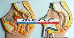 Модель барельефная "Таз мужской и таз женский" - fgospostavki.ru - Уссурийск