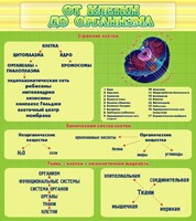 Стенд "От клетки до организма" - fgospostavki.ru - Уссурийск