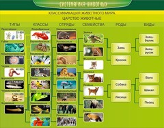 Стенд "Систематика животных" - fgospostavki.ru - Уссурийск