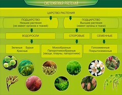 Стенд "Систематика растений" - fgospostavki.ru - Уссурийск