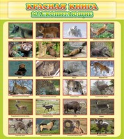 Стенд "Красная книга - млекопитающие" - fgospostavki.ru - Уссурийск