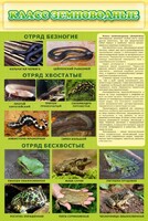 Стенд "Класс земноводные" - fgospostavki.ru - Уссурийск